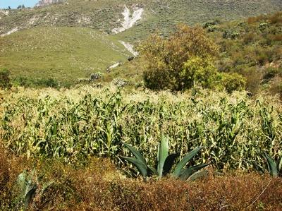 Imagenes del Valle del Mezquital Otomí del Valle del Mezquital